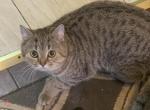 Kat - Scottish Straight Cat For Sale - Philadelphia, PA, US