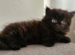 Shy's kittens - Persian Kitten For Sale - Greenville, OH, US