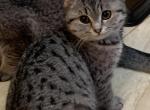 Lara - Scottish Fold Cat For Sale - 