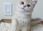 Fufu - British Shorthair Kitten For Sale - San Jose, CA, US