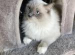 Ruby - Ragdoll Cat For Sale/Retired Breeding - Wakefield, MA, US