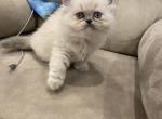 Teddy - Persian Kitten For Sale - Wakefield, MA, US