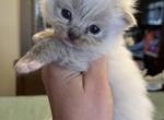 Seal lynx mitted male - Ragdoll Kitten For Sale - Butler, PA, US