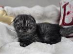 Louis - Scottish Fold Kitten For Sale - Grand Rapids, MI, US