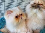 Fun Fuzzies - Himalayan Kitten For Sale - Grand Prairie, TX, US