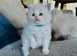 Hans - Ragdoll Kitten For Sale - Los Angeles, CA, US