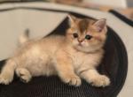 Kewpie British Shorthair - Scottish Straight Kitten For Sale - Houston, TX, US