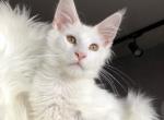 Jess - Maine Coon Cat For Sale - Brooklyn, NY, US