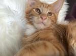 Kevin - Maine Coon Kitten For Sale - Brooklyn, NY, US