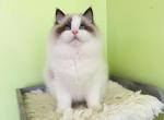 Perfecr Bicolor Boy - Ragdoll Cat For Sale - Fontana, CA, US