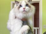 blue bicolor boy999 - Ragdoll Cat For Sale - Fontana, CA, US