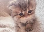 Poppy's Golden Baby Sweet Boy B4 - Persian Kitten For Sale - VA, US