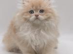 British longhair boy - British Shorthair Kitten For Sale - Exton, PA, US