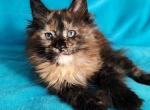 Elise - Maine Coon Kitten For Sale - Miami, FL, US