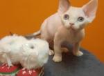 Sakura - Devon Rex Cat For Sale - Norwalk, CT, US