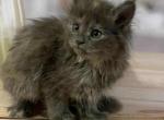 Roskosh Polydactyl - Maine Coon Kitten For Sale - Miami, FL, US