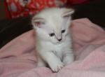 Snow - British Shorthair Kitten For Sale - Bethesda, MD, US