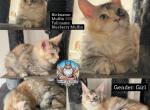 Muffin - Maine Coon Cat For Sale - Sugar Land, TX, US