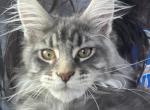 Donylo - Maine Coon Kitten For Sale - Picayune, MS, US