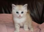 Rose - British Shorthair Kitten For Sale - Bethesda, MD, US