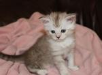 Cloud - British Shorthair Kitten For Sale - Bethesda, MD, US