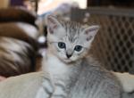 Lavender - British Shorthair Kitten For Sale - Bethesda, MD, US