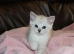 Frost - British Shorthair Kitten For Sale - Bethesda, MD, US