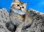 Benny - British Shorthair Kitten For Sale - Renton, WA, US