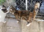 Juliette - Domestic Cat For Adoption - 