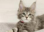 Aurora - Maine Coon Kitten For Sale - Brooklyn, NY, US