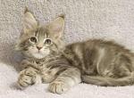 Alisia - Maine Coon Kitten For Sale - Brooklyn, NY, US