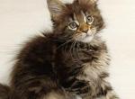 Afina - Maine Coon Kitten For Sale - Brooklyn, NY, US