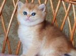 Orlando - British Shorthair Kitten For Sale - Brooklyn, NY, US