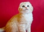 Lyalya - Scottish Fold Kitten For Sale - Brooklyn, NY, US