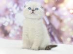 Xander - Scottish Fold Kitten For Sale - Brooklyn, NY, US