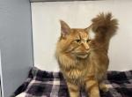 Aslan - Maine Coon Cat For Sale/Service - NY, US