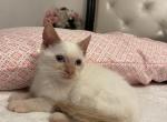 Flame point Siamese kittens - Siamese Cat For Sale - Louisville, KY, US