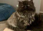 My lil Martha - Persian Kitten For Sale - Bangor, ME, US