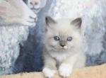 Veniamin - Siberian Kitten For Sale - Norwalk, CT, US