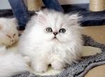 Miso - Persian Kitten For Sale - Discovery Bay, CA, US