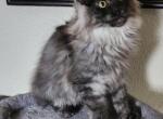 Chris - Maine Coon Kitten For Sale - Russellville, MO, US