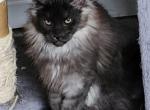 Jill - Maine Coon Cat For Sale - Russellville, MO, US