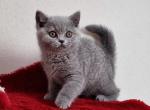 La Luna - British Shorthair Kitten For Sale - Miami, FL, US