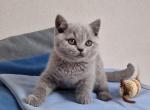 Loki - British Shorthair Kitten For Sale - Miami, FL, US