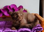 Samson - British Shorthair Cat For Sale - Miami, FL, US