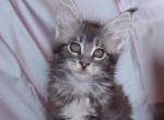 Gracie - Maine Coon Kitten For Sale - New York, NY, US