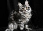 Urmala Polydactyl - Maine Coon Cat For Sale - Miami, FL, US