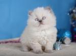 Silva Scottish Straight female - Scottish Straight Kitten For Sale - Seattle, WA, US