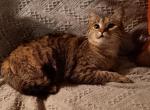 Jasmine - Domestic Kitten For Sale - MO, US