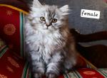 petunia - Selkirk Rex Kitten For Sale - Iva, SC, US